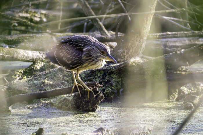 Nachtreiher (Jungtier)