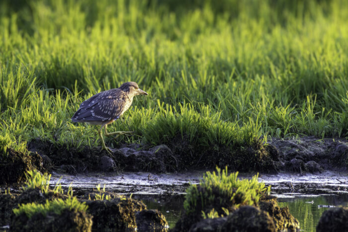 Nachtreiher (Jungtier)