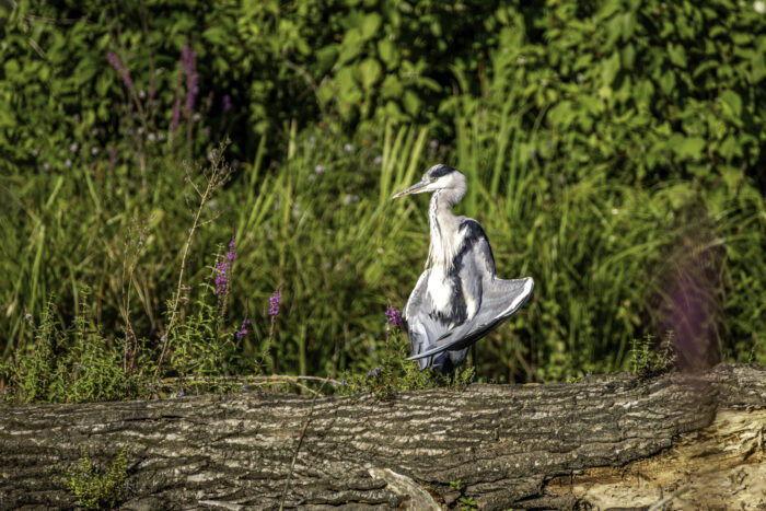 Graureiher beim Yoga