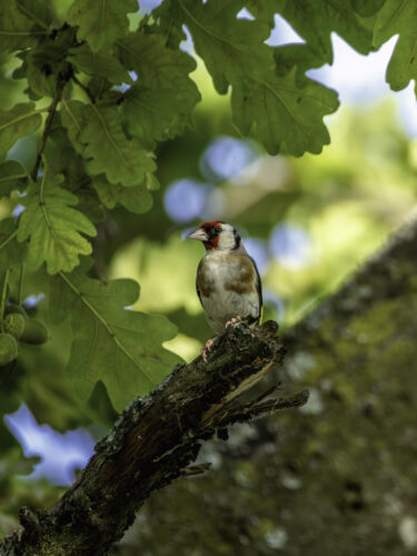Stieglitz - auch Distelfink genannt