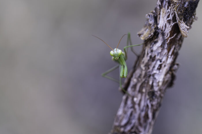 Europäische Gottesanbeterin oder eher Gottesanbeter ... es ist nämlich ein Männchen.