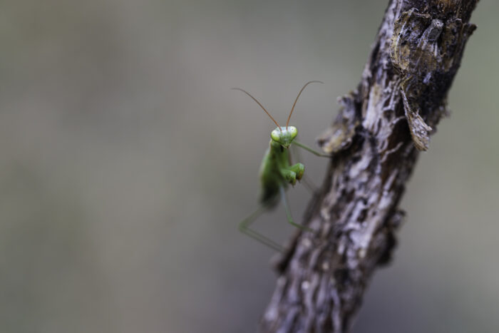 Europäische Gottesanbeterin oder eher Gottesanbeter ... es ist nämlich ein Männchen.