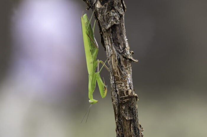 Europäische Gottesanbeterin oder eher Gottesanbeter ... es ist nämlich ein Männchen.