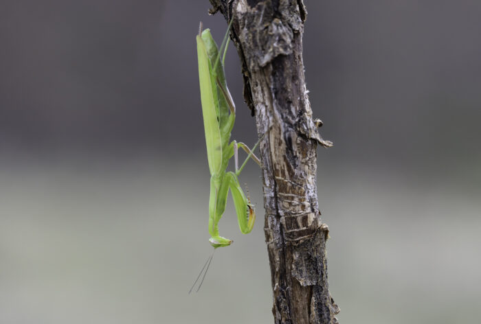 Europäische Gottesanbeterin oder eher Gottesanbeter ... es ist nämlich ein Männchen.
