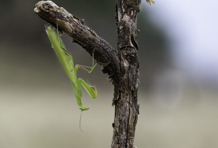 Europäische Gottesanbeterin oder eher Gottesanbeter ... es ist nämlich ein Männchen.