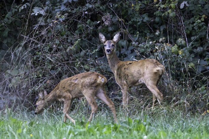 Ricke mit diesjährigem Kitz