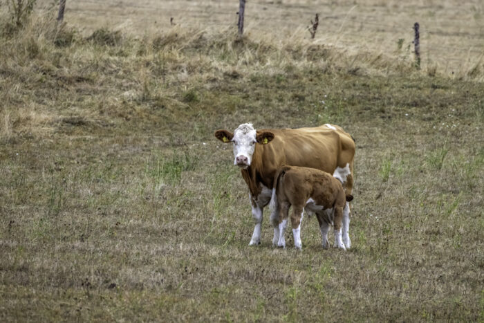 Glückliche Eifelkühe