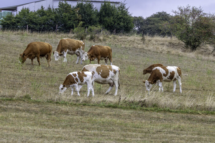 Glückliche Eifelkühe