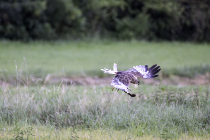 Männliche Rohrweihe