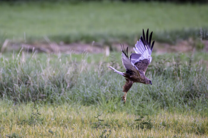 Männliche Rohrweihe