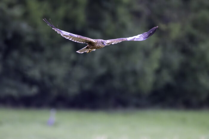 Männliche Rohrweihe