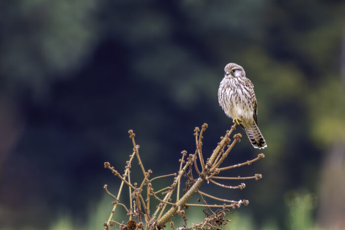 Turmfalke - weiblich