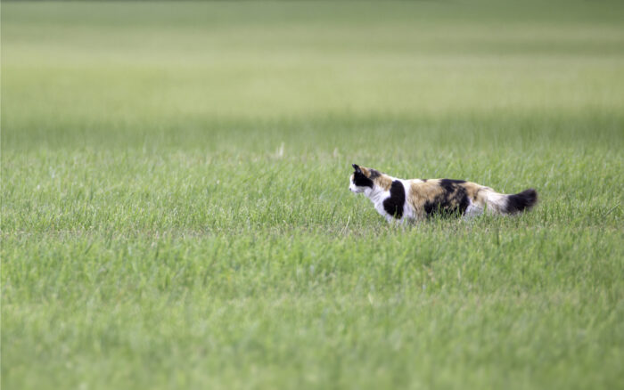 Langhaarige Glückskatze