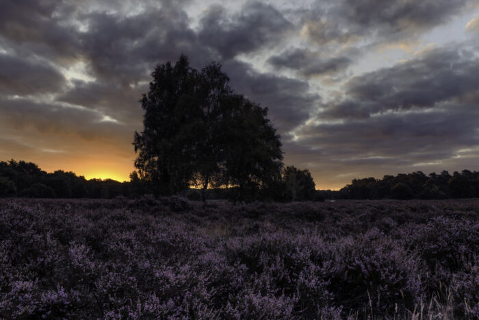 Sonnenaufgang über der blühende Heide