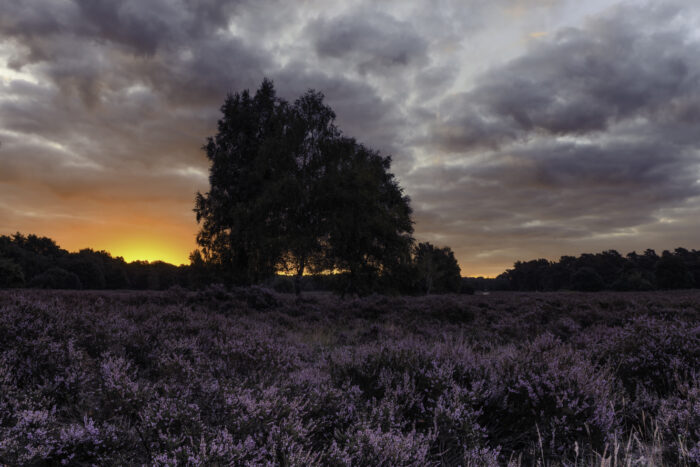 Sonnenaufgang über der blühende Heide
