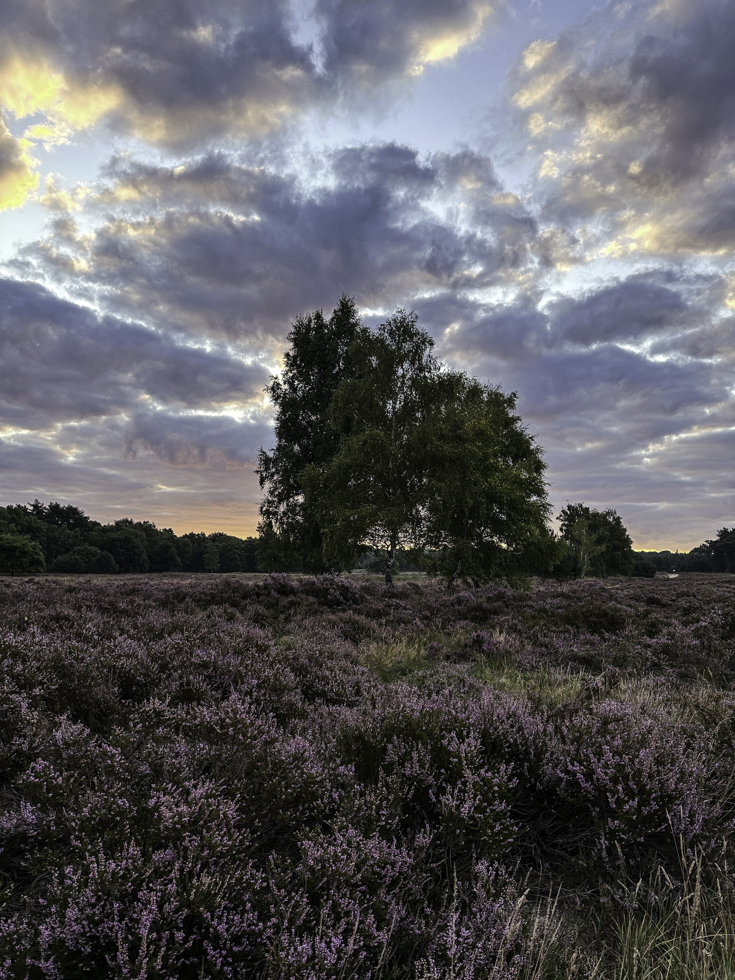 Vor Sonnenaufgang in der blühenden Heide