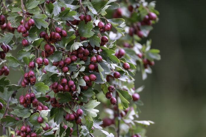 Großkelchiger Weißdorn