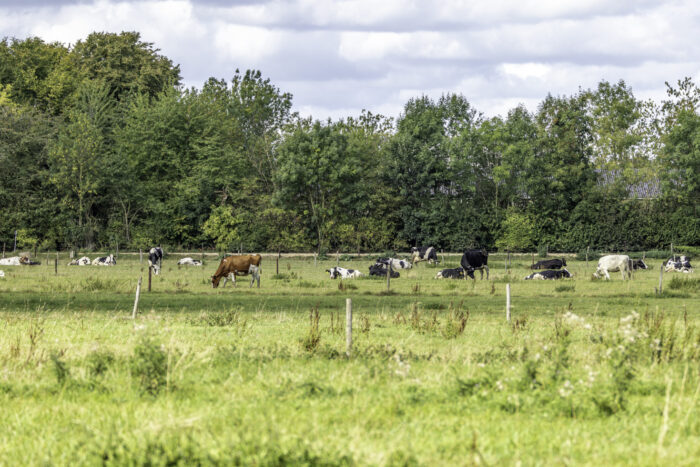 Kühe im Voreifelland