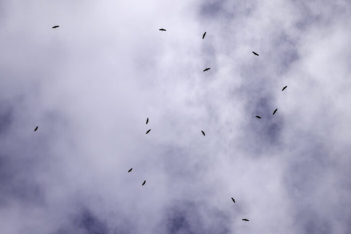 Eine große Gruppe Weißstörche auf ihrem Flug ins Winterquartier. Es passten gar nicht alle aufs Bild.