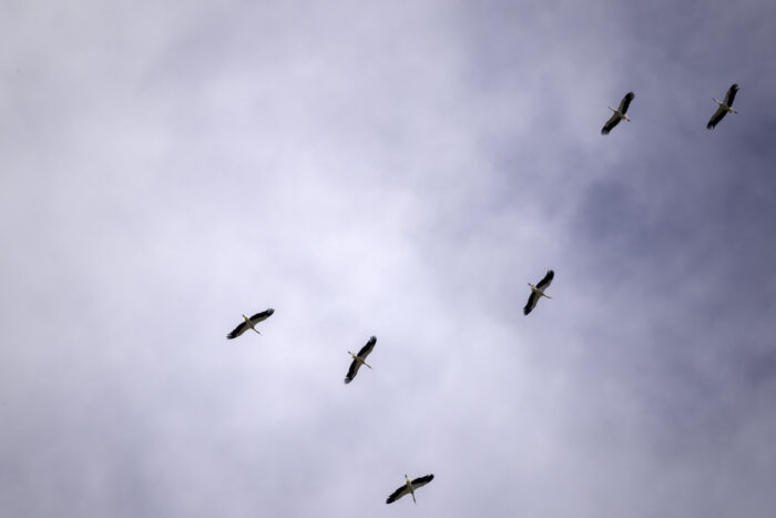 Weißstörche auf ihrem Zug ins Winterquartier