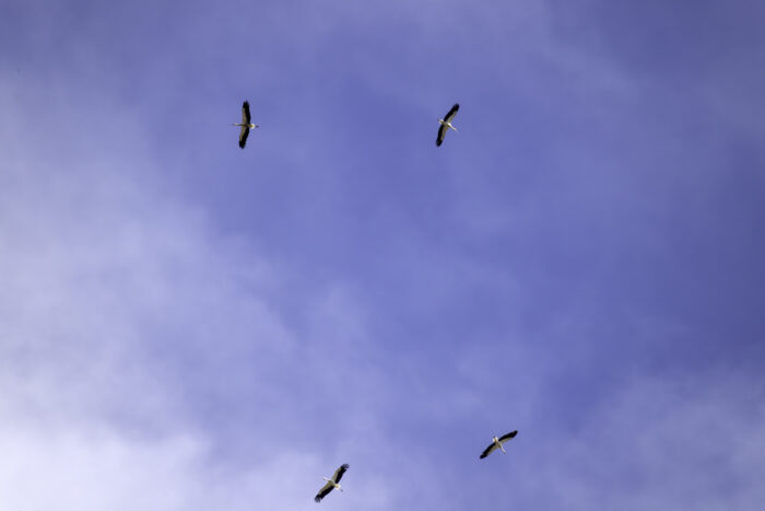 Weißstörche auf ihrem Zug ins Winterquartier