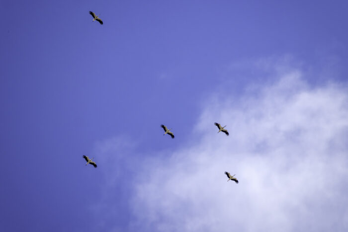 Weißstörche auf ihrem Zug ins Winterquartier
