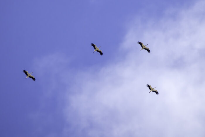 Weißstörche auf ihrem Zug ins Winterquartier