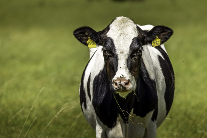 Eine Kuh macht &quot;muh&quot;. Viele Kühe machen Mühe.