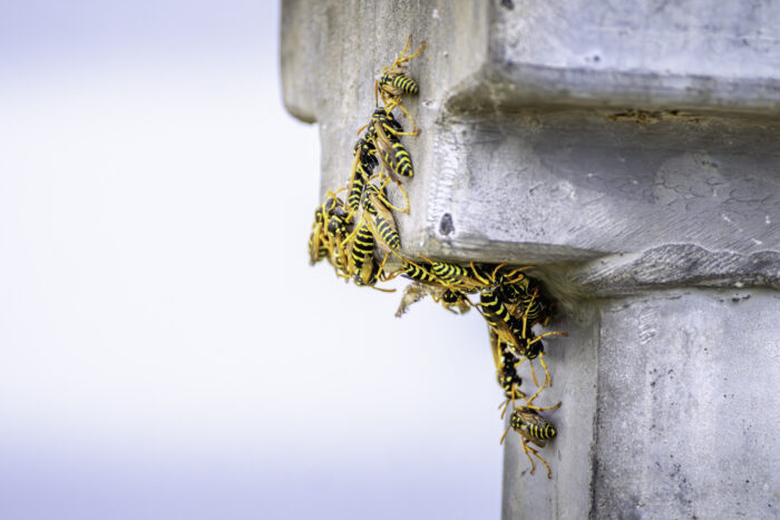 Feldwespen. Ich vermute ein Jungkönigin mit Drohnen beim Hochzeitsflug.