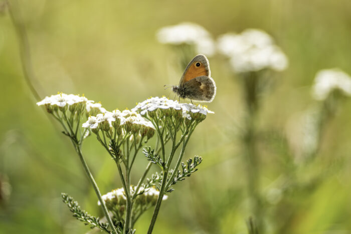 Kleines Wiesenvögelchen