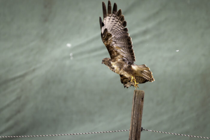 Der Mäusebussard wollte leider nicht für ein Bild posieren