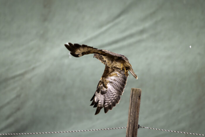 Der Mäusebussard wollte leider nicht für ein Bild posieren
