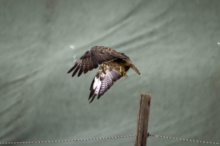 Der Mäusebussard wollte leider nicht für ein Bild posieren