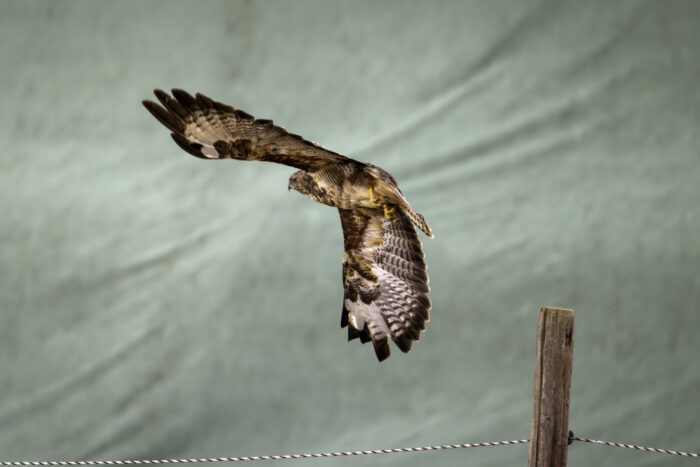 Der Mäusebussard wollte leider nicht für ein Bild posieren