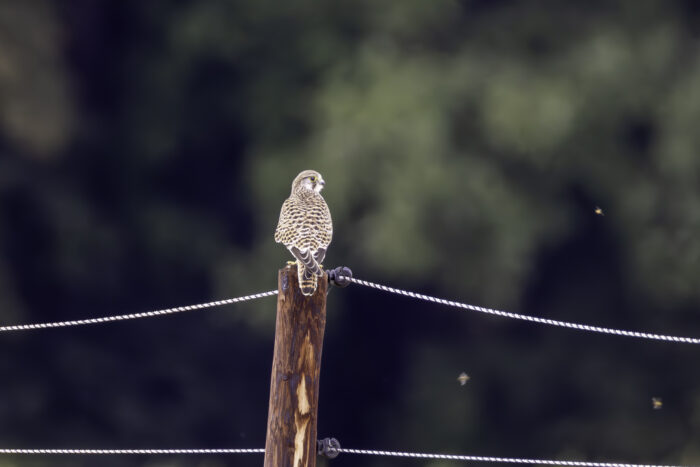 Turmfalke - weiblich