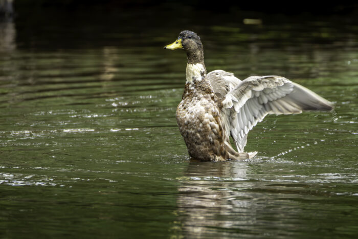 Stockenten-Mix - männlich