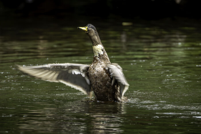 Stockenten-Mix - männlich