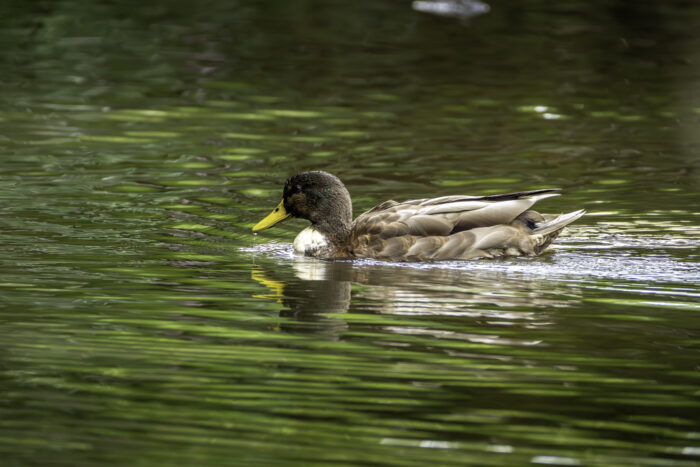 Stockenten-Mix - männlich