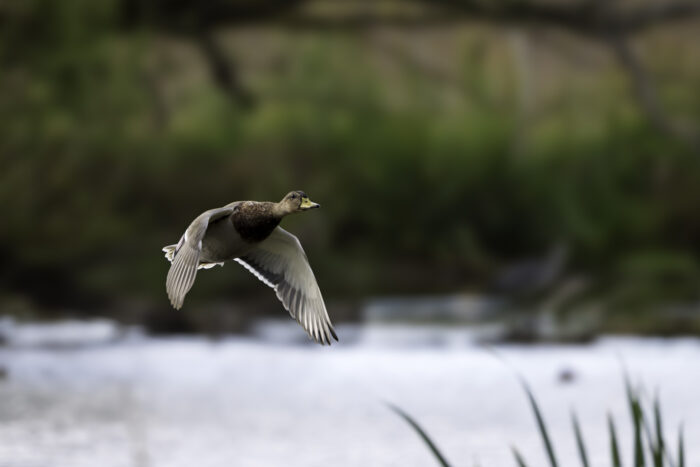Stockente - männlich