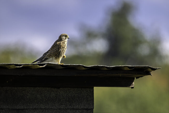 Turmfalke - weiblich