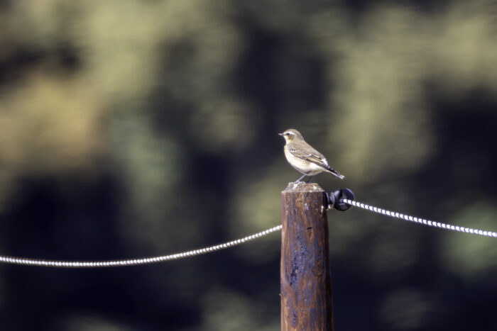 Steinschmätzer - weiblich