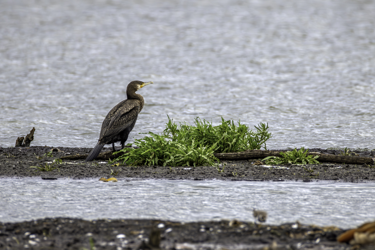 Kormoran