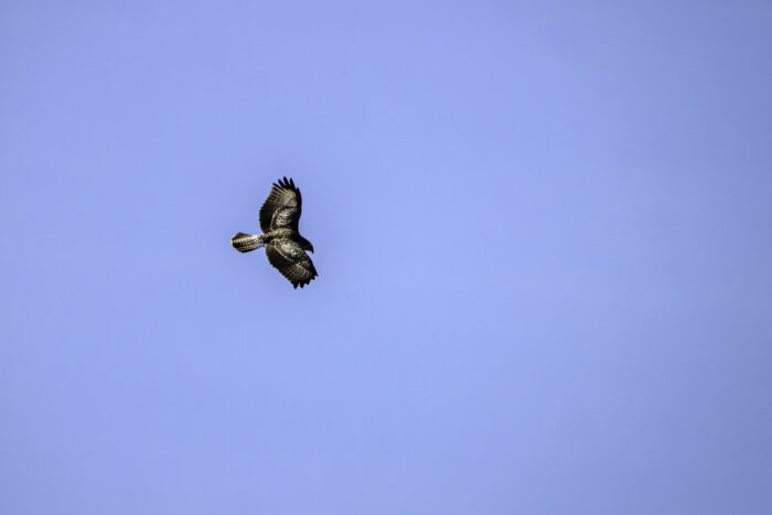 Mäusebussard (helle Morphe)