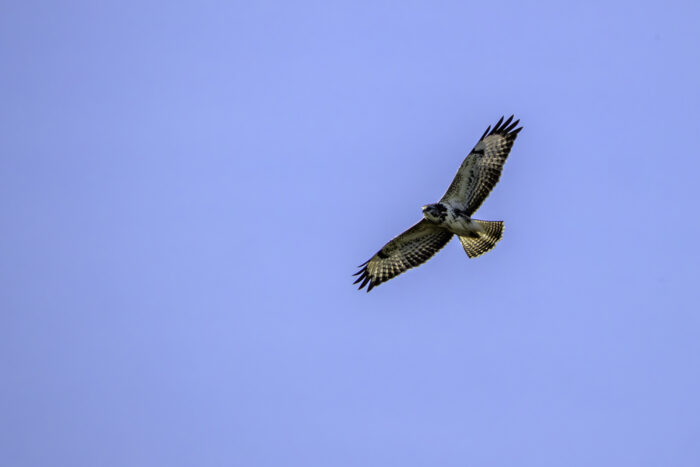 Mäusebussard (helle Morphe)