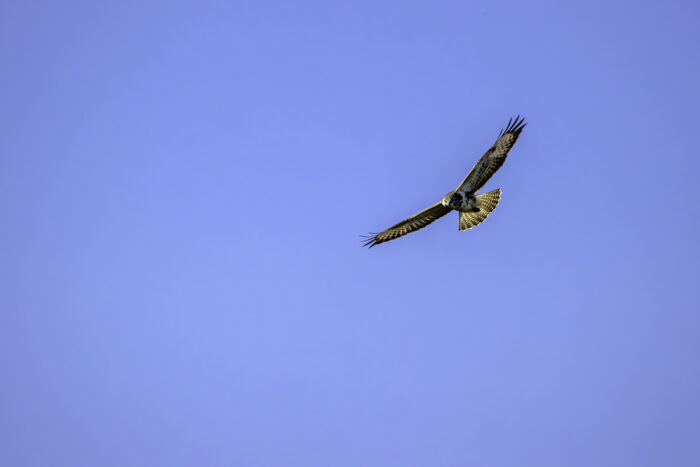 Mäusebussard (helle Morphe)