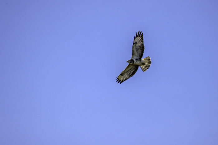 Mäusebussard (helle Morphe)