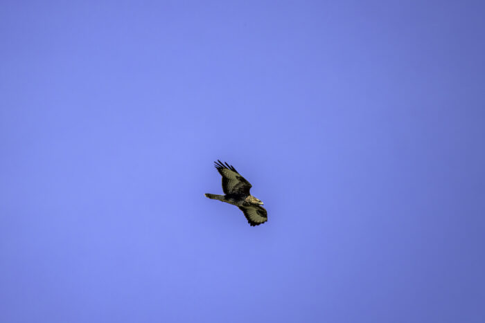 Mäusebussard