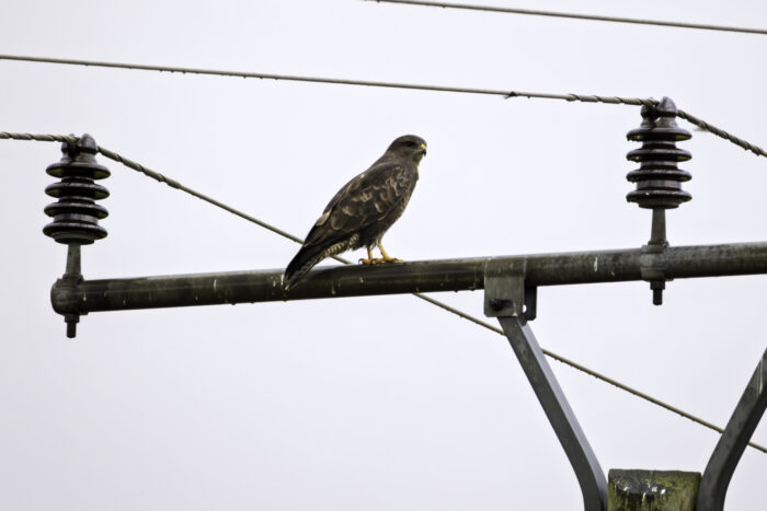 Mäusebussard