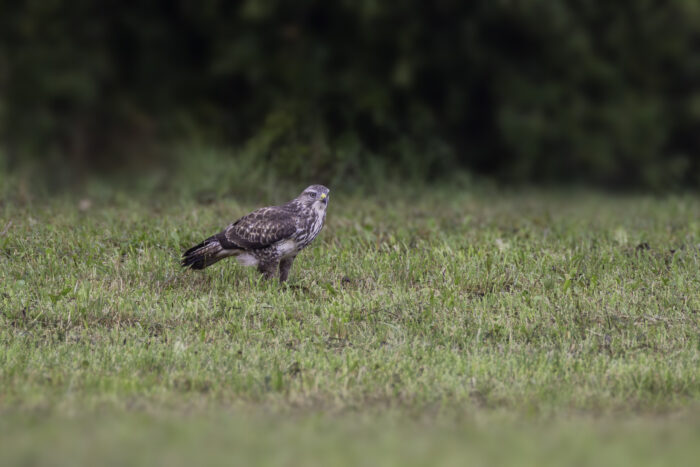 Mäusebussard