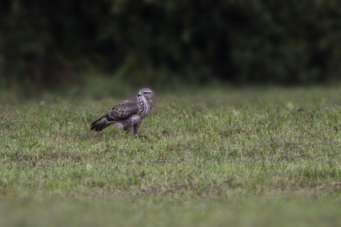 Mäusebussard
